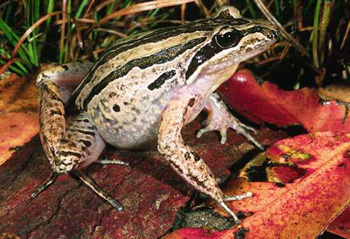 limnodynaste habitat
