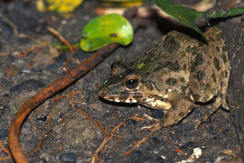 Grenouille des rizires