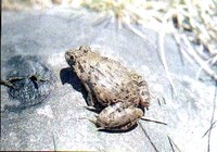 Grenouille des rizires