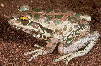 Litoria Cyclorhynchus