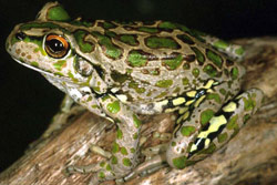 Litoria Cyclorhynchus