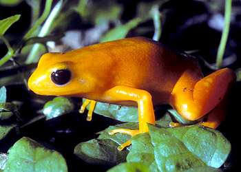 mantelle dorée de madagascar mœrs