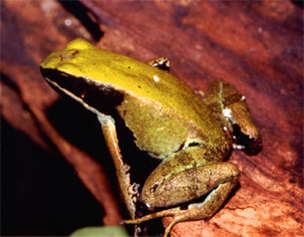 Mantelle Verte