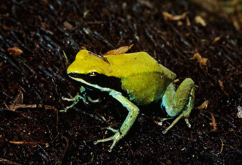 Mantelle Verte