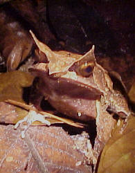 crapaud cornu d'asie camouflage