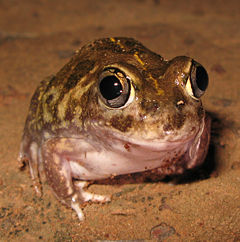 Nobatrachus