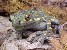 crapaud asiatique de Boulanger