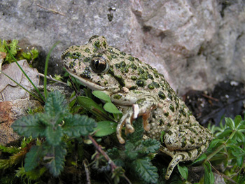 Pelodytes Caucasicus