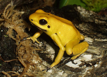 Phyllobate Terrible