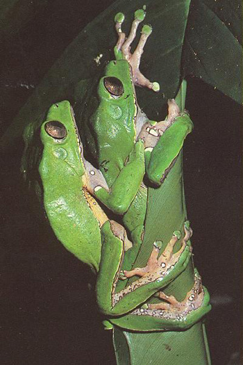 Phyllomduse Bicolore