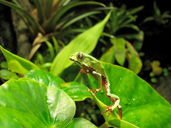 Phyllomduse Bicolore
