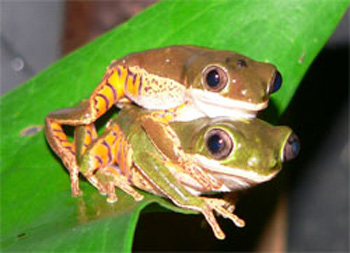 rainette-maki de Panama