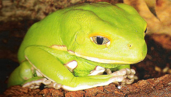 Grenouille singe