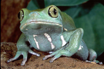 Grenouille singe