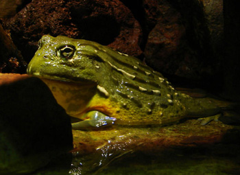 Grenouille-taureau dAfrique australe