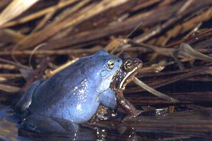 grenouille des champs reproduction