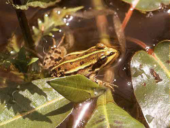 petite grenouille verte