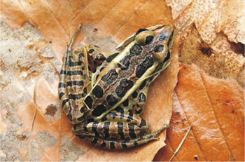 grenouille des marais