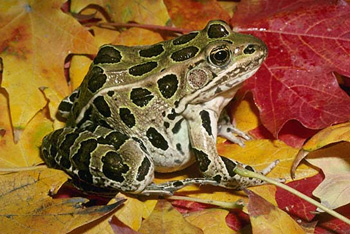 grenouille léopard du nord