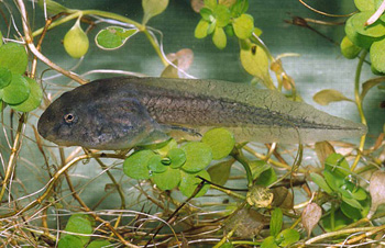 tetard grenouille léopard du nord