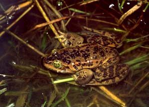 Grenouille maculée de l’Oregon