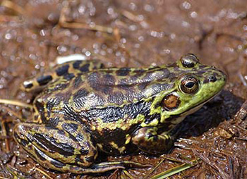 grenouille du nord