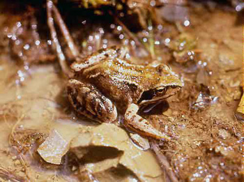 grenouille rousse habitat