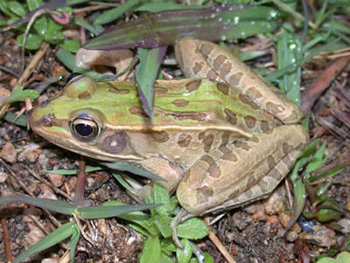 Grenouille-Léopard
