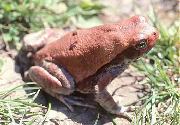 crapaud rouge