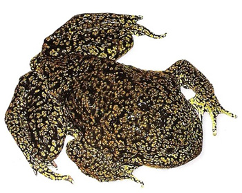 Crapaud du Lac Titicaca