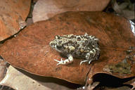 crapaud fouisseur d'australie | habitat