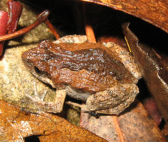 crapaud fouisseur d'australie