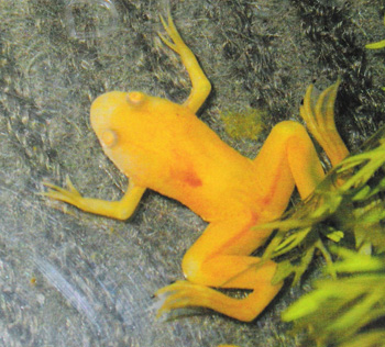 crapaud xenope albinos