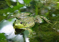 habitat des grenouilles