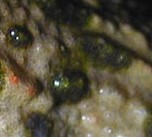 peau de crapaud