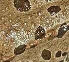 peau de grenouille