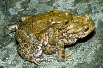 accouplement axillaire