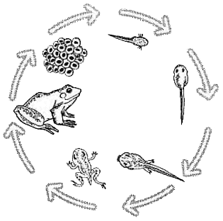 cycle de reproduction